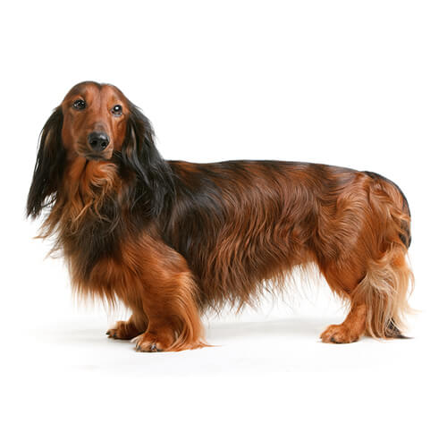 Standard long sales haired dachshund